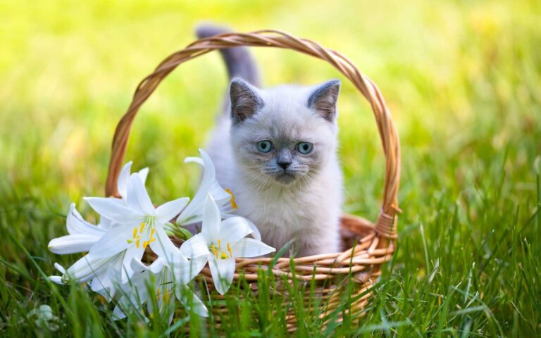 Le lys est-il toxique pour le chat ?