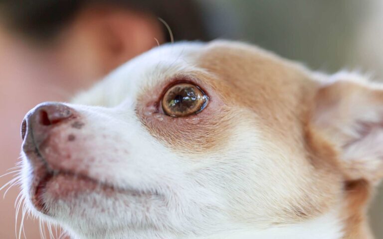Maladies des yeux chez le chien