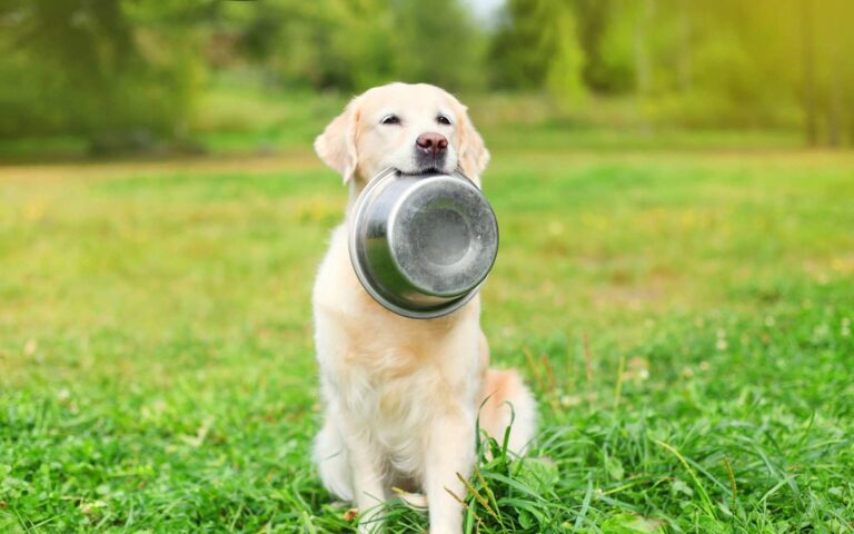 Quelle quantité d&rsquo;alimentation donner à mon chien ?