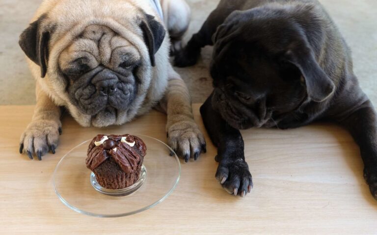 Quels sont les aliments dangereux pour le chien ?