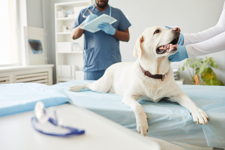 signes infection urinaire chez le chien v&eacute;t&eacute;rinaire