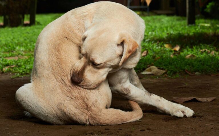 Les vers chez le chien, vermifugez le !