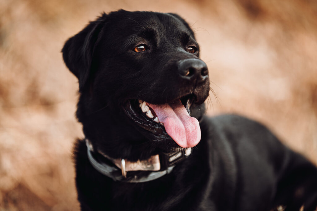 labrador noir