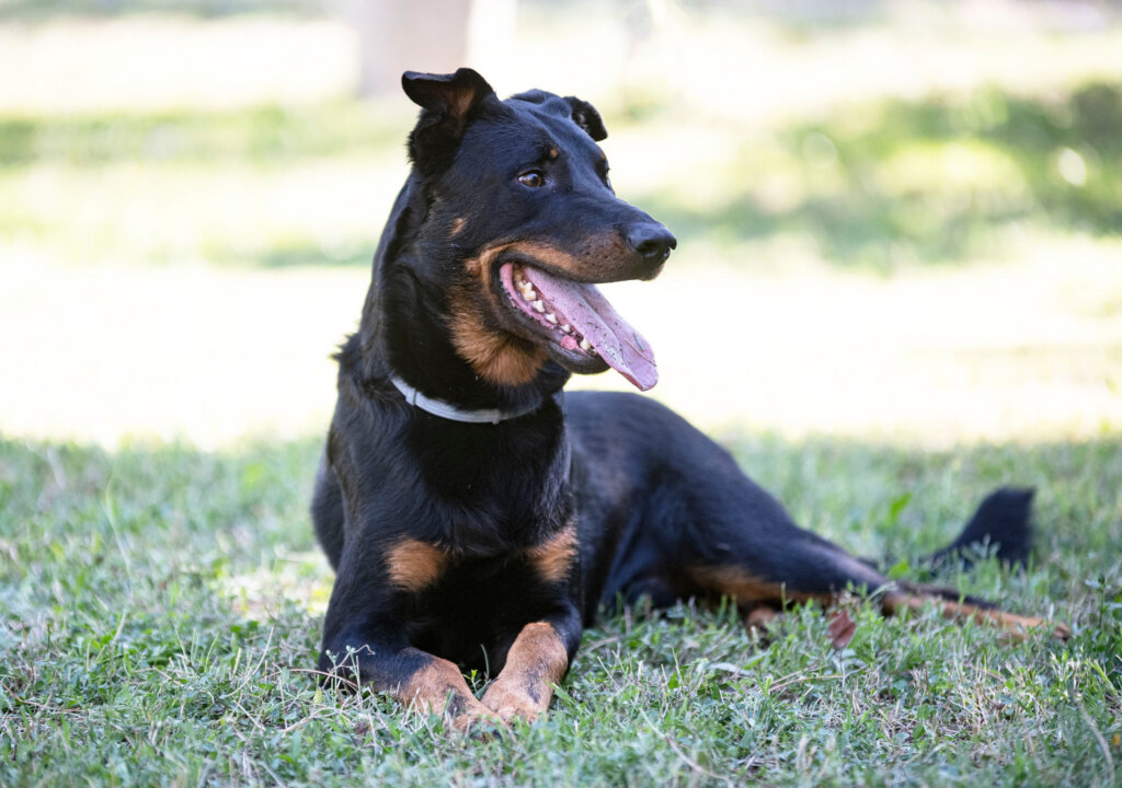 beauceron herbe