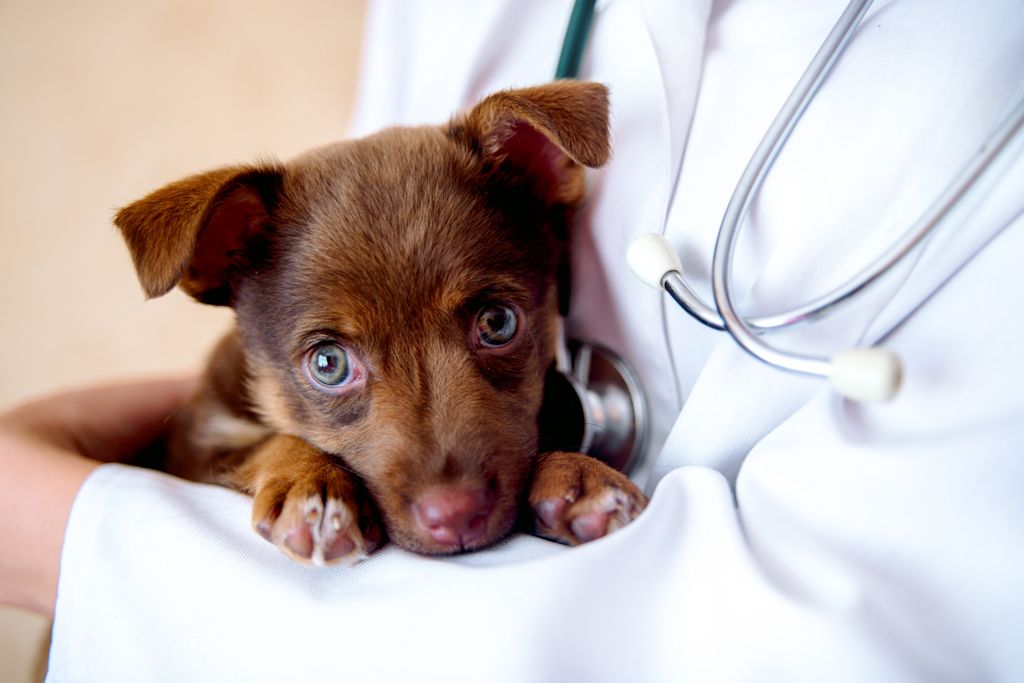 chiot et veterinaire