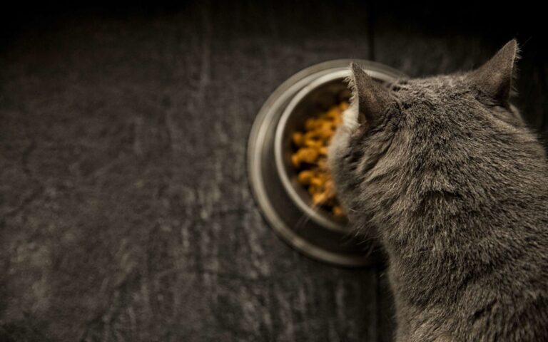 L’alimentation du chat âgé