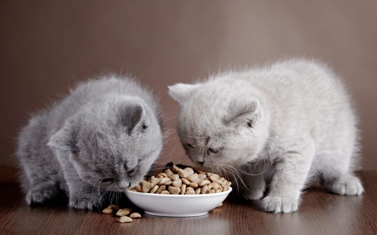Quelle alimentation pour votre chaton ?