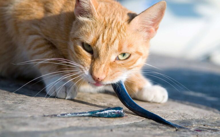 Alimentation du chat, naturelle et saine : nos conseils