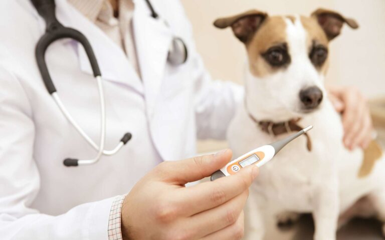 Quelle est la température normale d&rsquo;un chien et comment la prendre ?