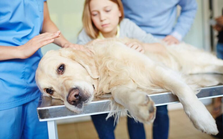 L’ectopie testiculaire chez le chien