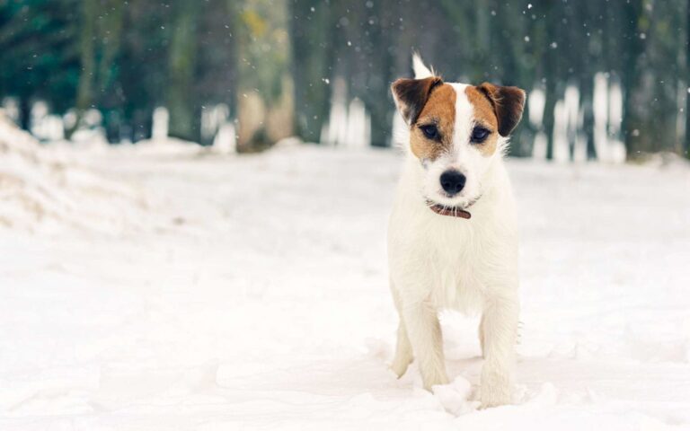 Mon chien a des gelures, que faire ?