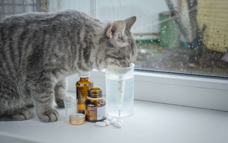 Le paracétamol : un poison pour votre chien