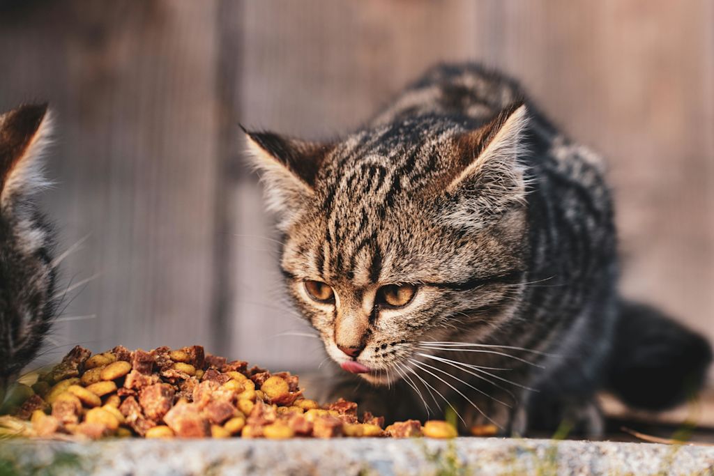 chat qui mange
