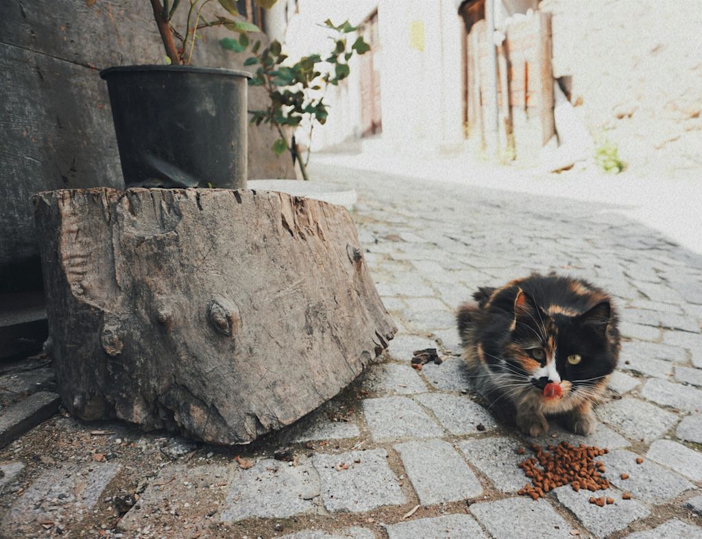 Chat qui mange des croquettes