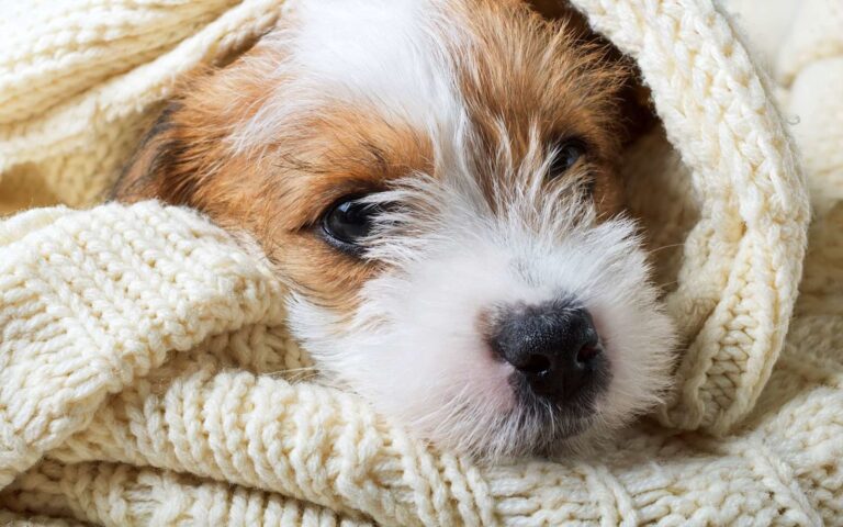 Le rhume chez le chien, symptômes et bons réflexes