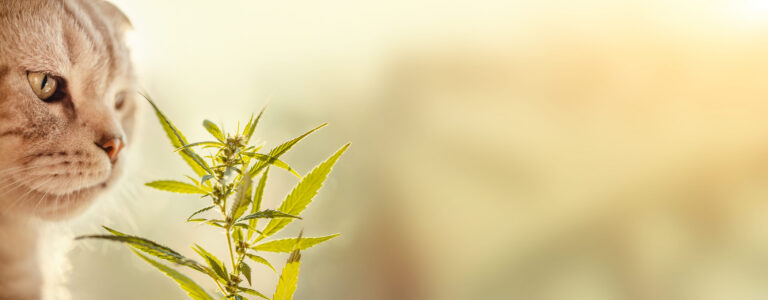 Le cannabis : une substance toxique pour le chat