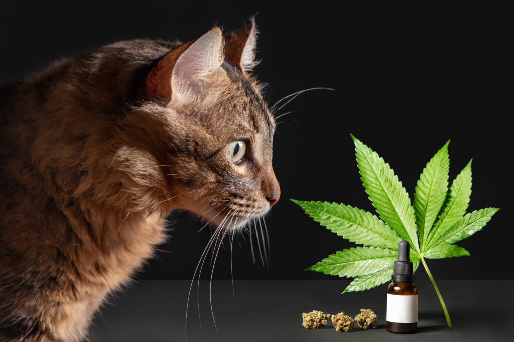 chat devant une feuille de cannabis et un flacon de cbd