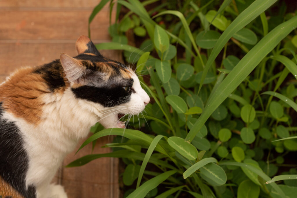 chat qui mange une plante