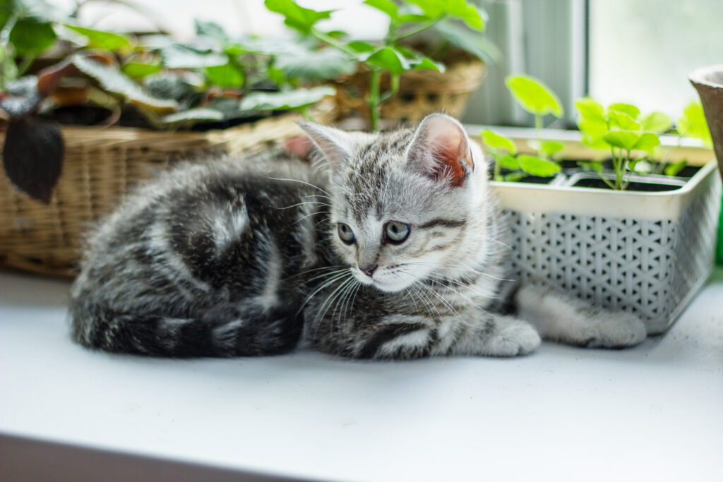chaton gris tigre allonge pres des plantes