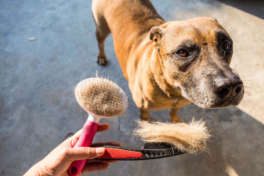 brossage du chien