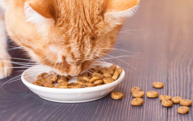 L’alimentation du chat insuffisant rénal
