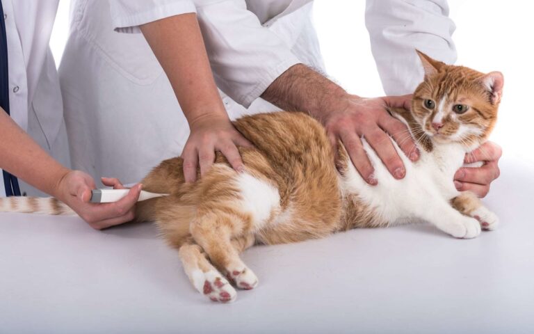 Comment prendre la température de son chat ?