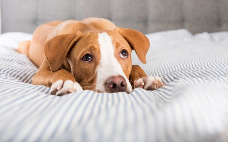 Sang dans les selles chez le chien : causes et traitement