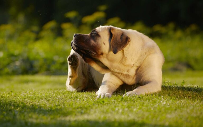 3 maladies transmises aux chiens par les tiques