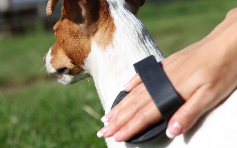 Mue chez le chien : questions-réponses