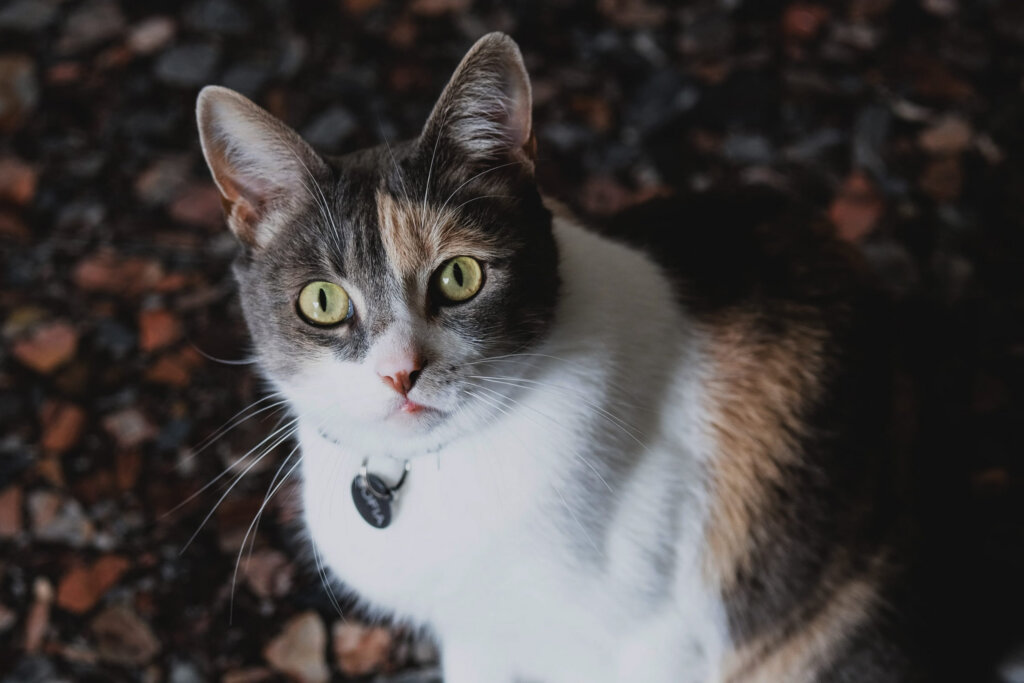 chatte tricolore collier