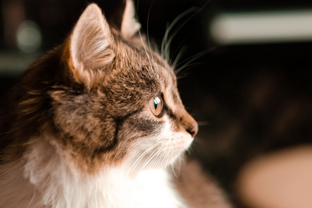 chat tigre de profil