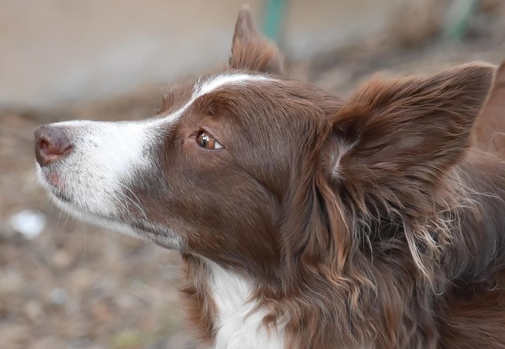 Chien anxieux