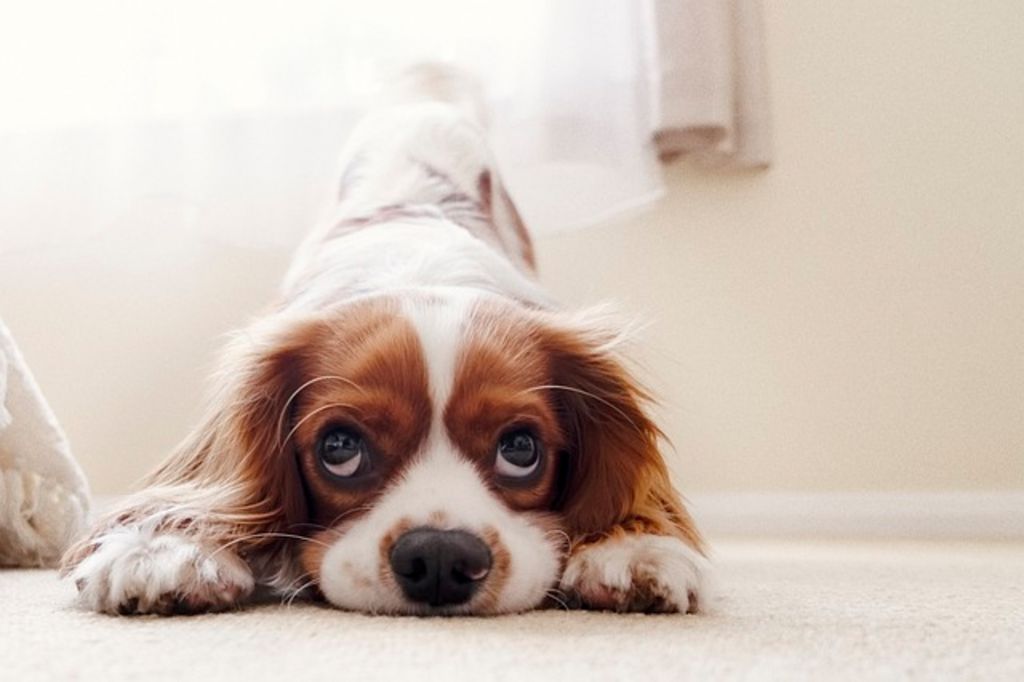 Chien peureux