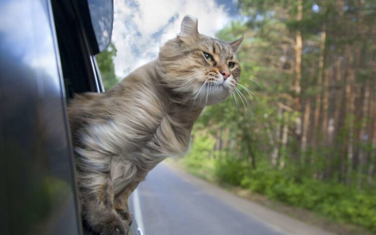 Comment transporter un chat en toute sécurité lors des voyages ?