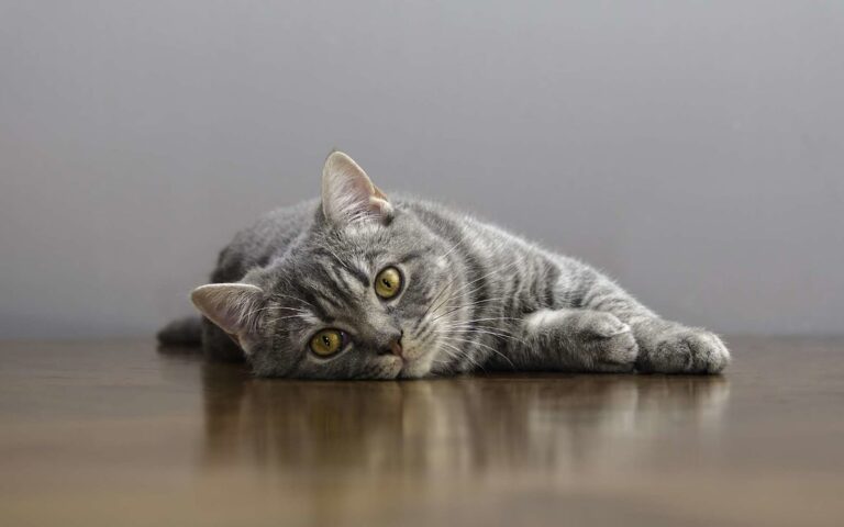 Les maladies parasitaires du chat