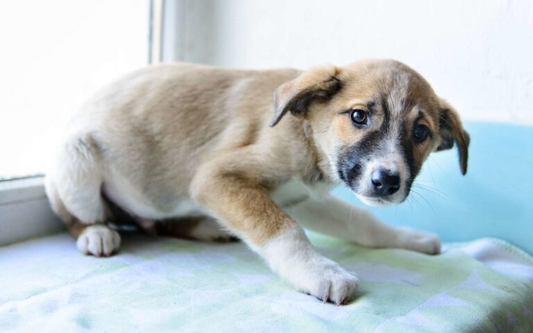 Comment reconnaître et calmer la peur chez le chien ?