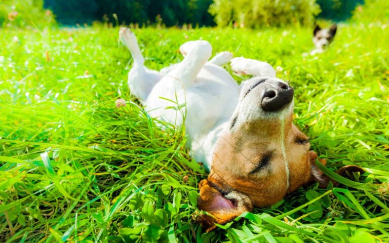 Réchauffement climatique et santé des chiens