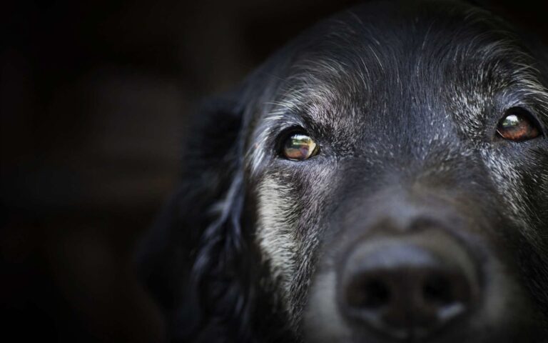 Les signes du vieillissement chez le chien