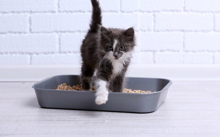 Les troubles urinaires du chat