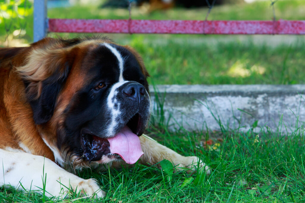 saint bernard herbe