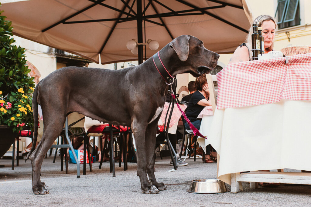 dogue allemand ville