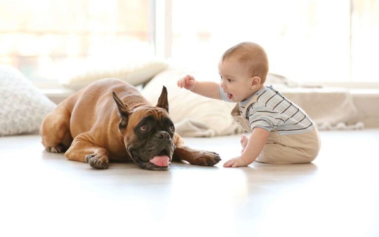 Cohabitation enfants et Chiens, l’organisation des territoires