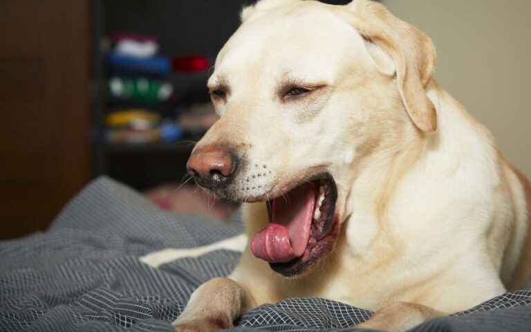 Hoquet chez le chien, que faire ?