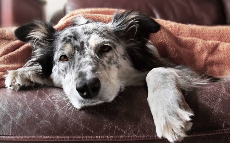 Quelles sont les maladies héréditaires chez les chiens ?
