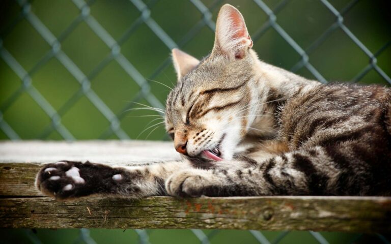 Les maladies de peau chez le chat