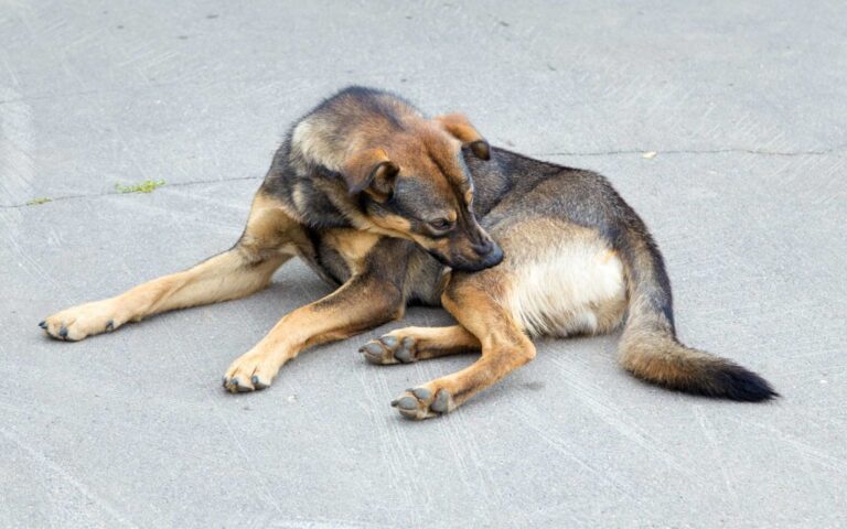 Les maladies de peau chez le chien