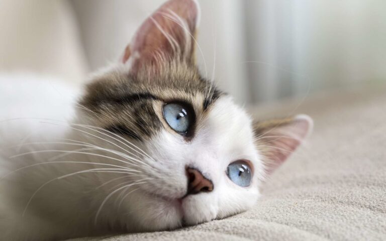 Symptômes et traitements des maladies des yeux chez le chat