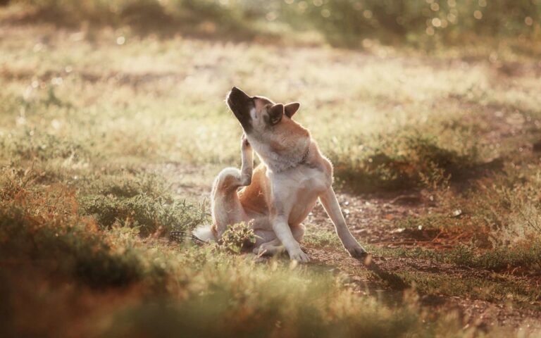 Chien qui perd ses poils : causes et solutions