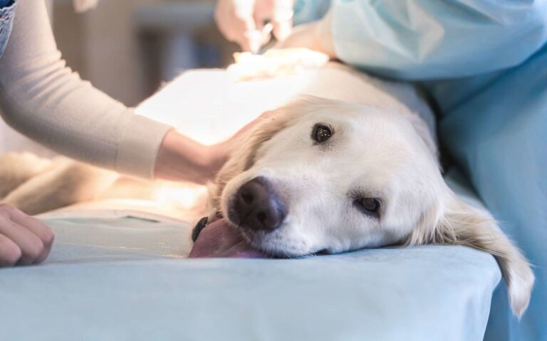 Le retournement de l’estomac chez le chien