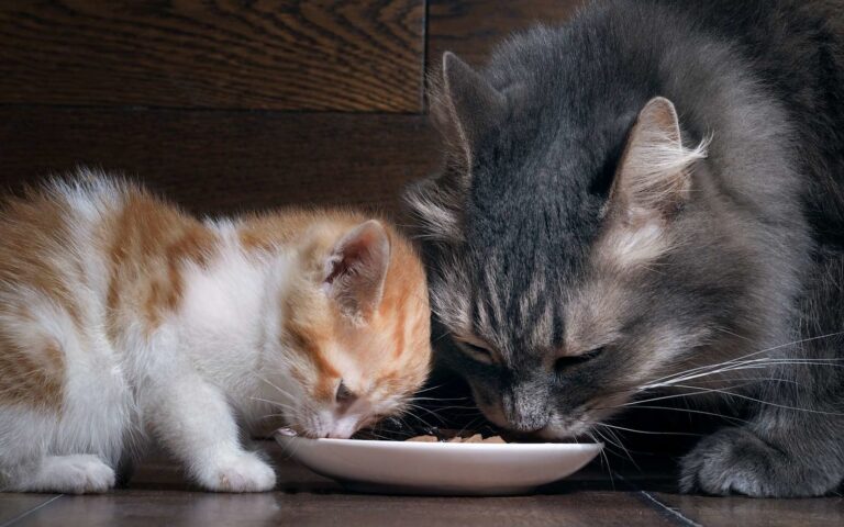 Le sevrage du chaton